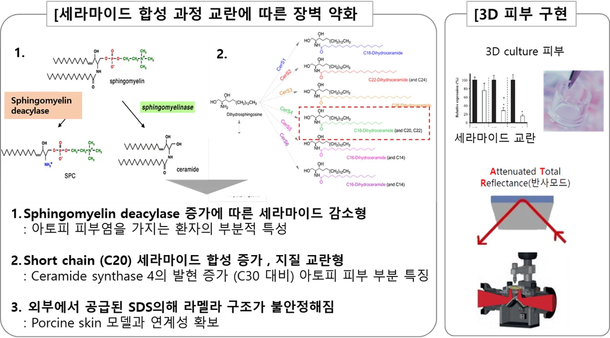 표피 3D 배양 아토피 모사 장벽 모델